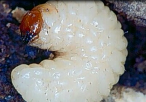 Billbug - Larval Stage