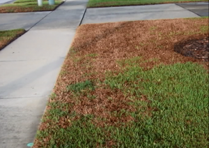 Lawn damaged by chinch bugs.