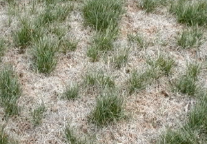 Lawn damaged by sod webworm feeding.