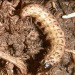 Sod webworm - Larval stage