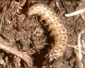 Sod webworm - Larval stage