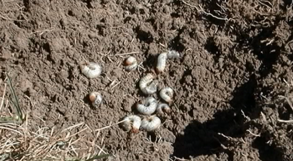 white-grubs-servicemaster-lawncare-fredericton