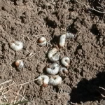 White grubs in the soil.