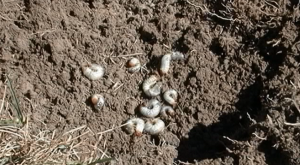 White grubs in the soil.