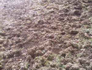 Lawn damage resulting from an infestation on wite grubs (European Chafer).